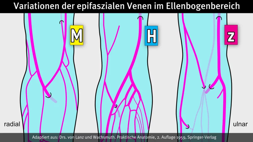 Periphere Venen an Ober- und Unterarm verlaufen variabel Radiomegahertz