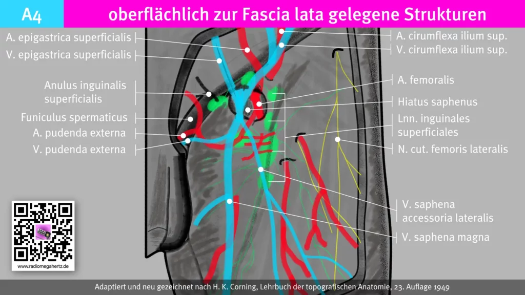 Der sogenannte Venenstern mit variablen venösen Abgängen in seiner epifaszialen Lage und prominenter V. saphena magna. Radiomegahertz.