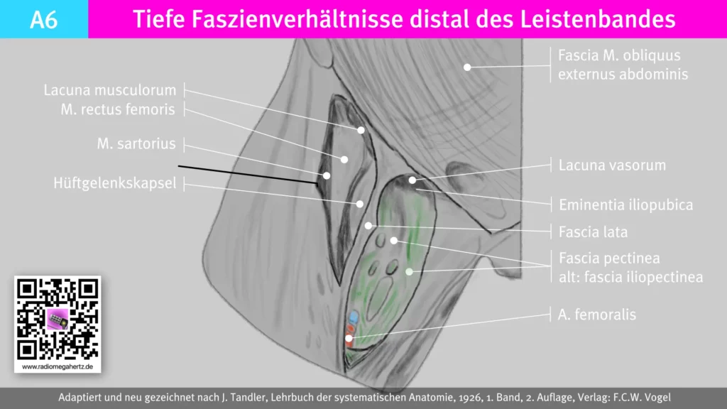 Fascienmantel des Gefäßtrichters und löchrige Faszien für Gefäße und Nerven. Radiomegahertz