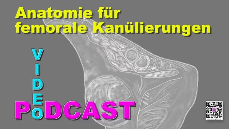 Anatomie für die femorale Kanülierung